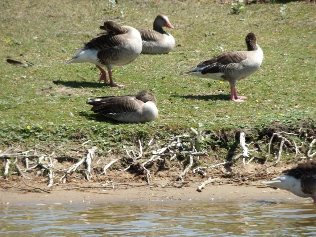 livebirdspoland_09c00755645d4bdf2dd075486e425de0.jpg