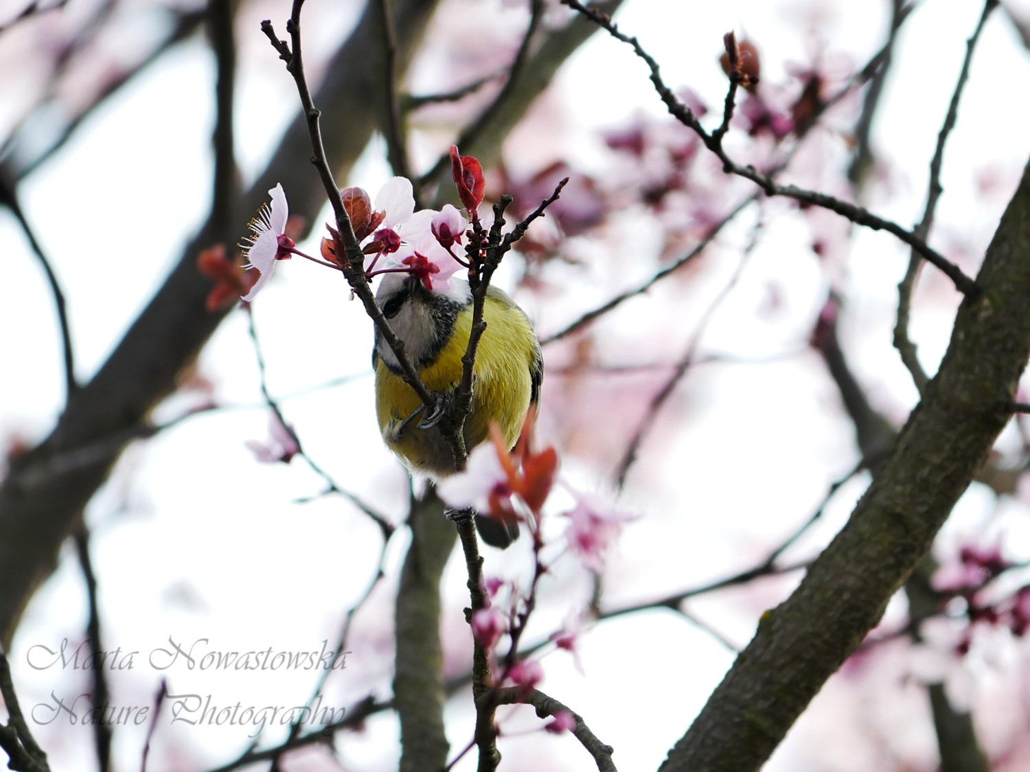 livebirdspoland_8159169f7352d6f82282a3126a5cb09c.jpg