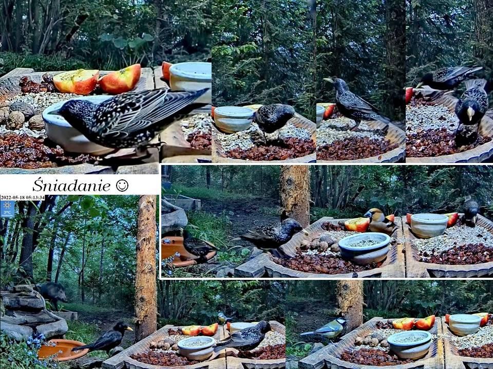 livebirdspoland_071ef3b789c8edc6a8114dac5d7b928a.jpg