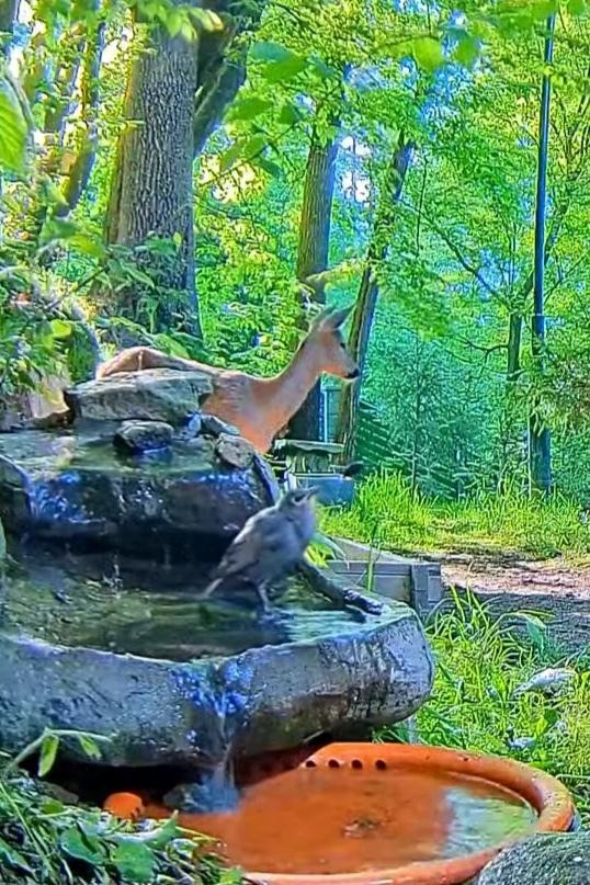 livebirdspoland_e397114105c146082b08255985890b18.jpg