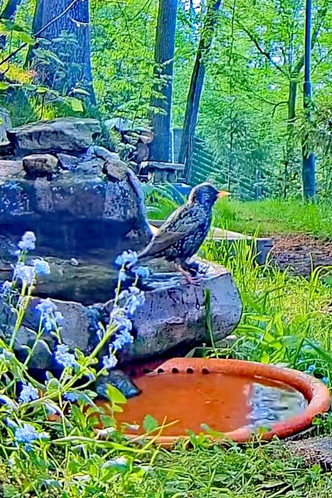 livebirdspoland_b3c9cb48c52d5507ee5c57e6a275fe83.jpg