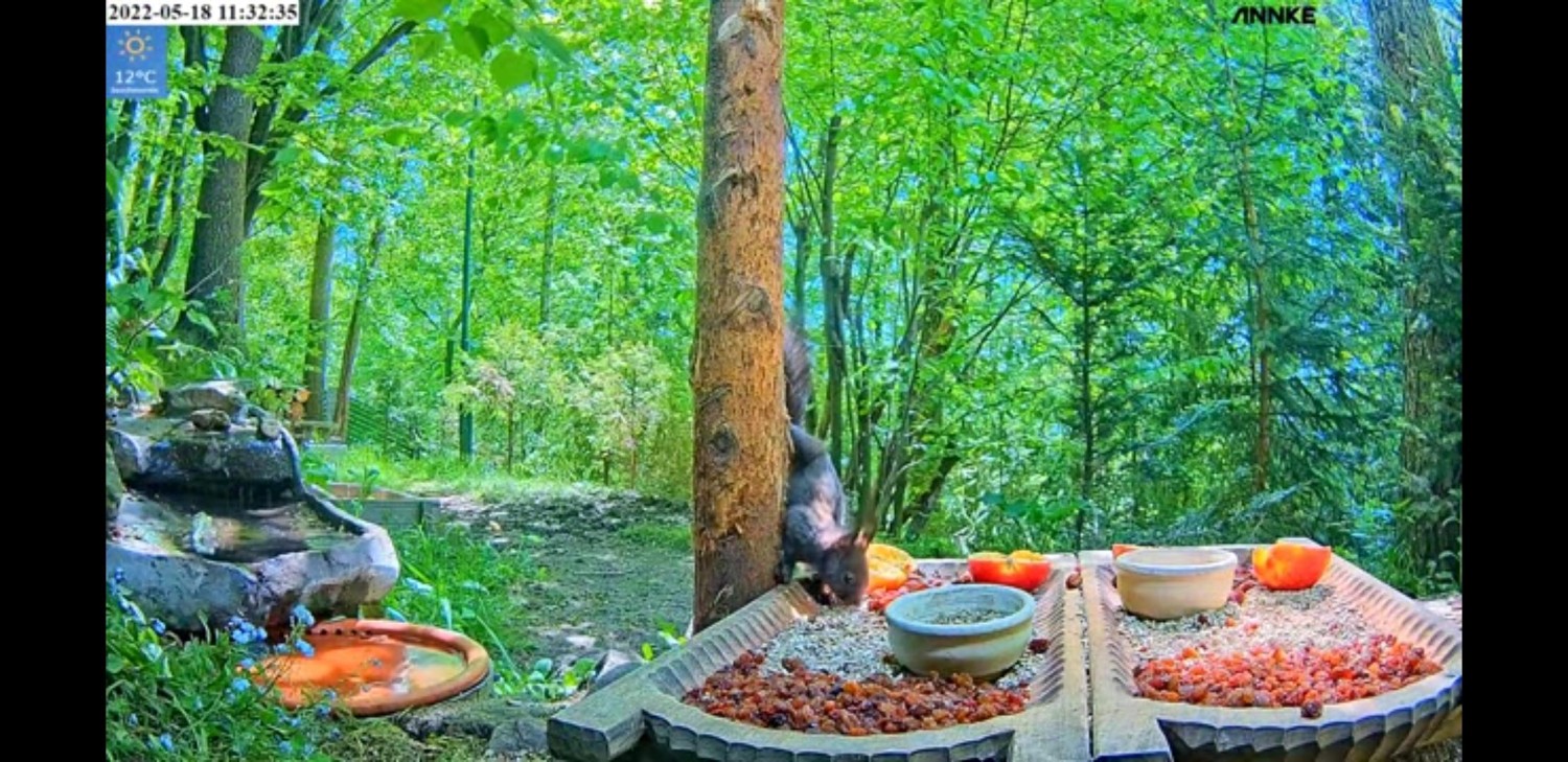 livebirdspoland_388d3f849f8a0063702ac2a6a5ac7381.jpg