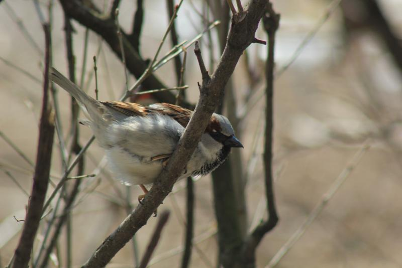 livebirdspoland_ccab4507c9eeaccbc1adb5dad347eefa.png