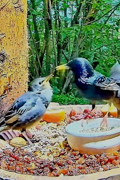 livebirdspoland_ba38203b3c2e2294d65d2ab9fa334280.jpg