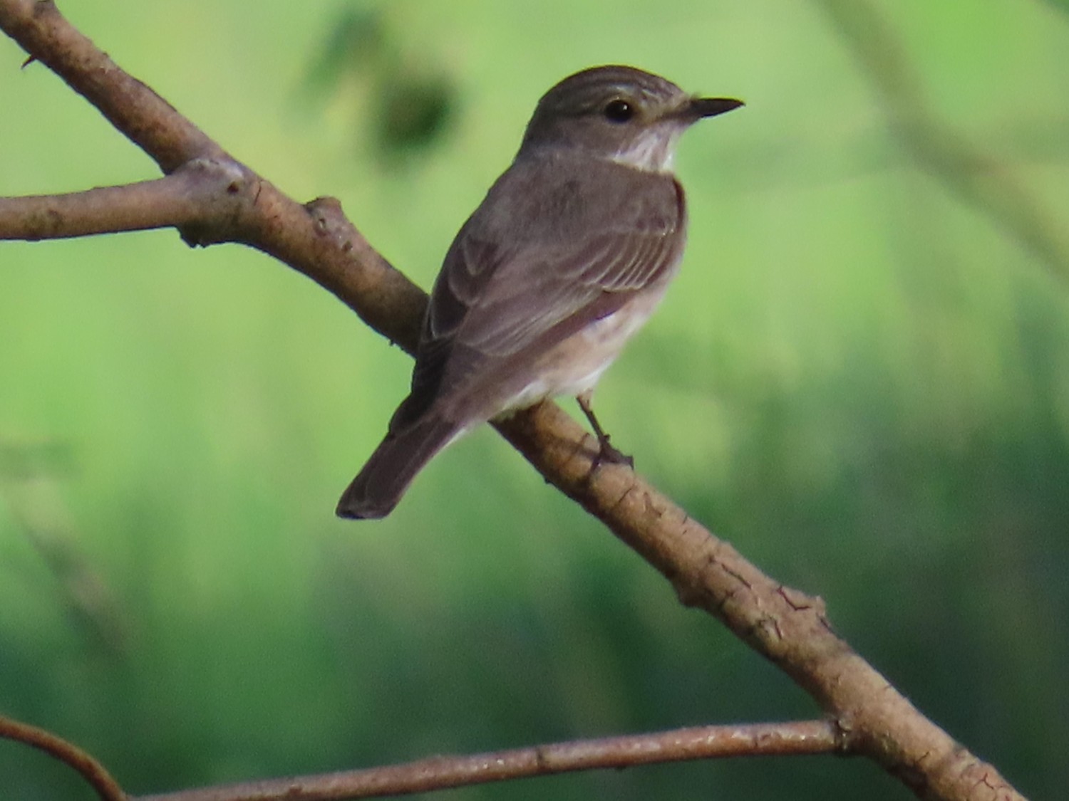 livebirdspoland_d4e0958bb75ca06ab5aec9c06a0eccbd.jpg
