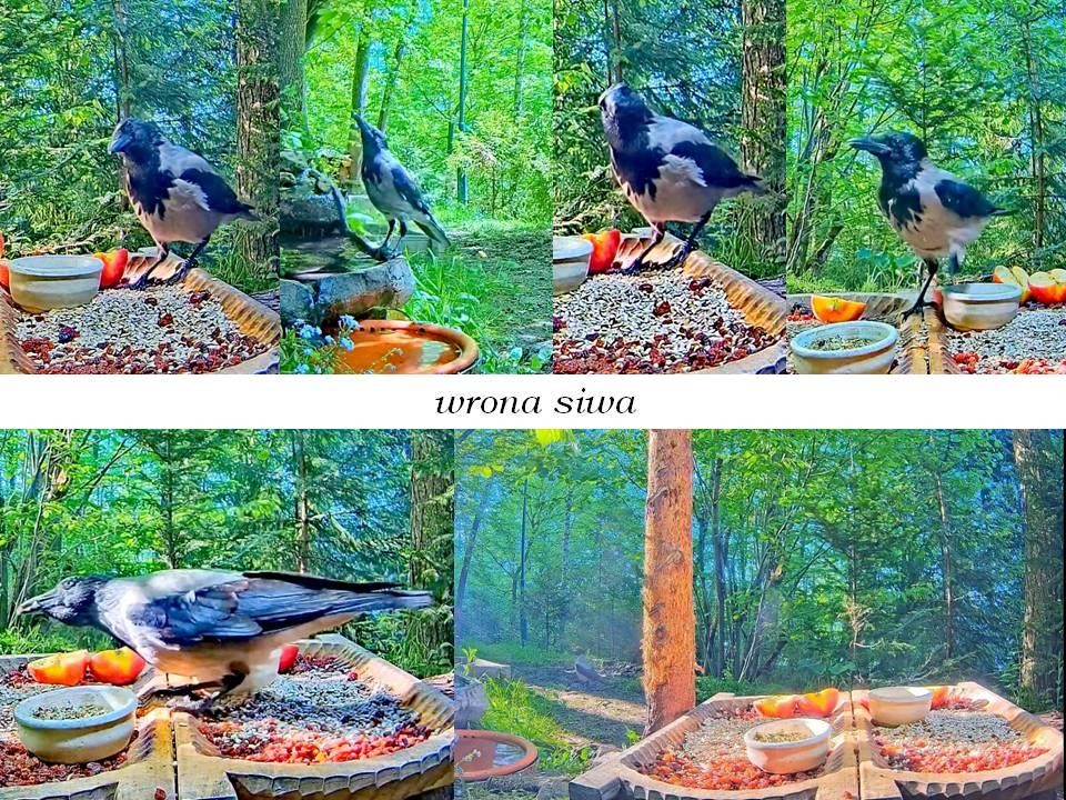 livebirdspoland_d28cf032c70038b89b0851454a93de3b.jpg