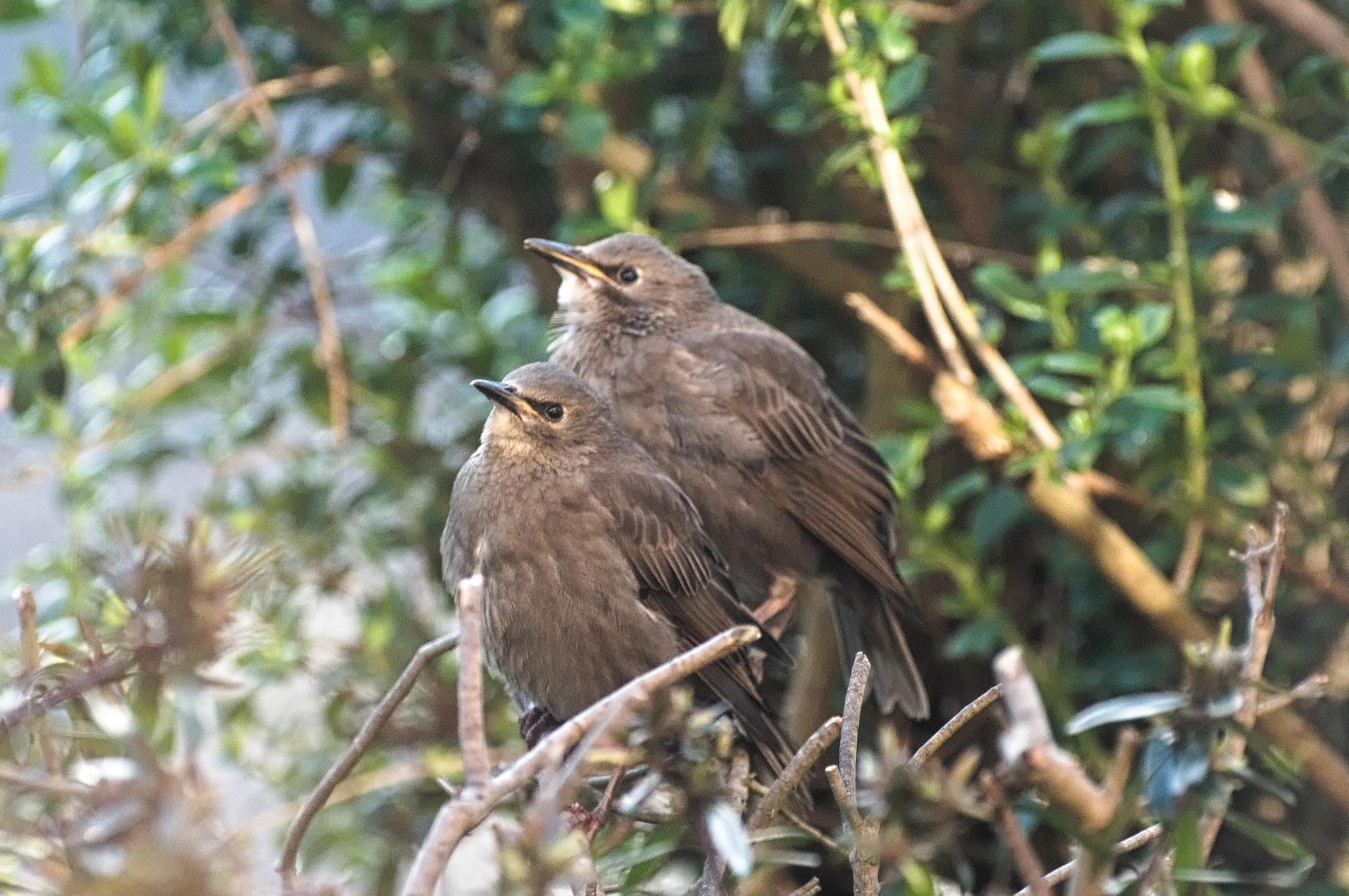 livebirdspoland_40ddf2d5dd9df22791d4aaf4a0dee570.jpg