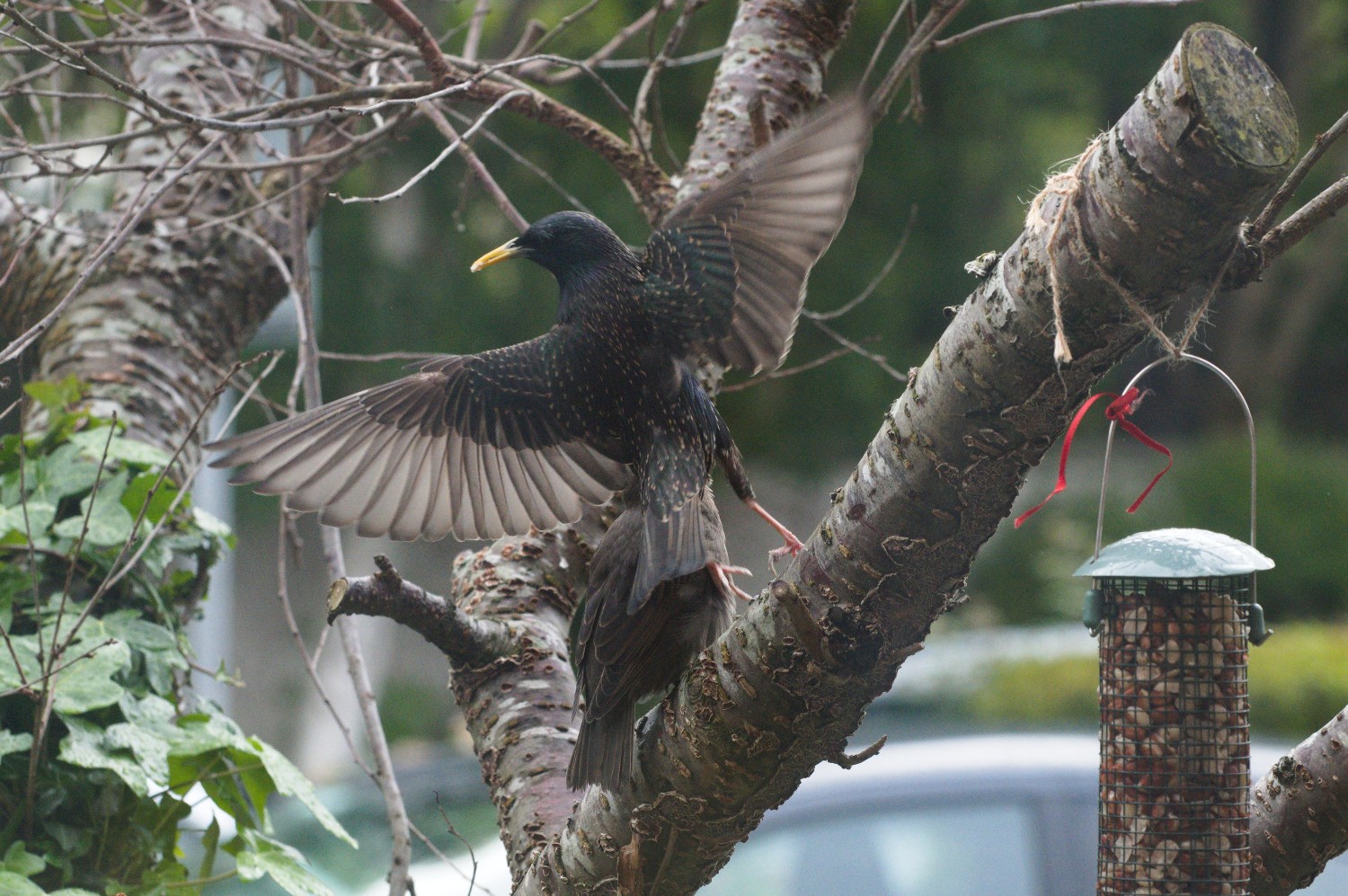 livebirdspoland_a5c6209e0c23e79dfa4675776fe1df31.jpg