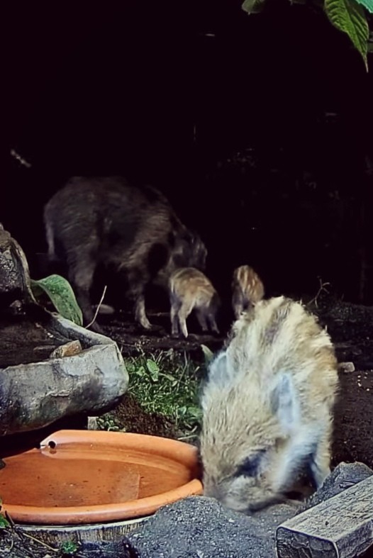livebirdspoland_a68faf2cb1290f036a605d8ef47585ad.jpg