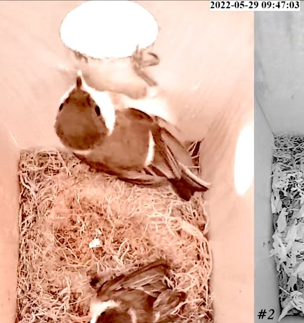 livebirdspoland_fc9fe156db8ef0ab5ae507117ff58cc6.jpg