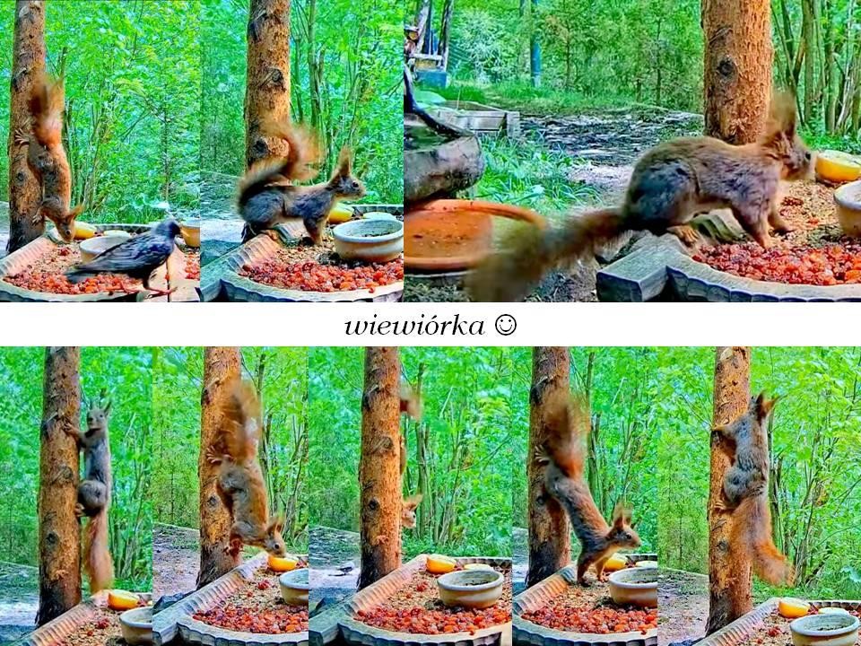 livebirdspoland_246b88dbc5761367c6b4e99d42d235e0.jpg