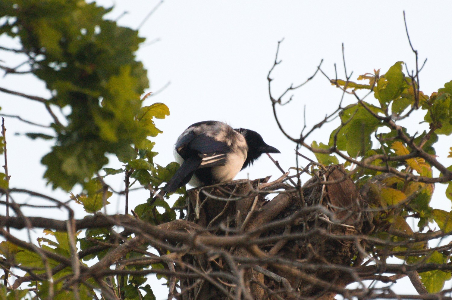 livebirdspoland_0b17f5087a54617fffd5c2c6f1941f4f.jpg