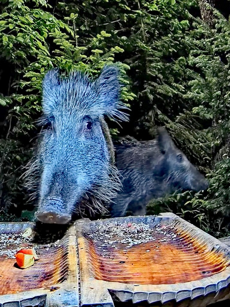 livebirdspoland_fbdfeb57b1df466e2d84a20481e688d5.jpg