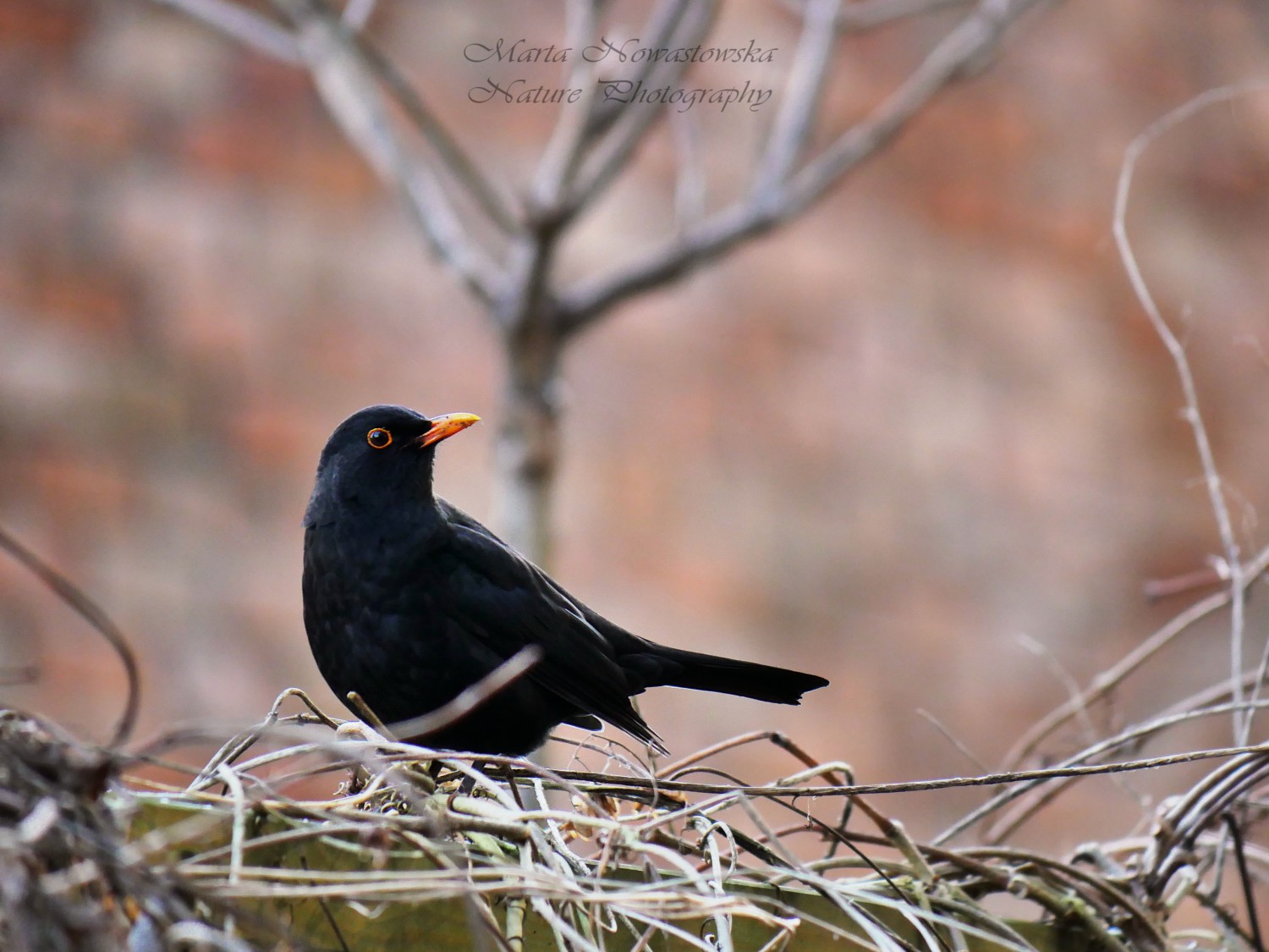 livebirdspoland_0e97954c094fe4a37ed2d892b5867442.jpg