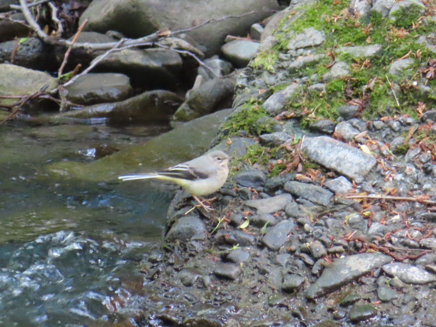 livebirdspoland_d4b0000eb05f4eed9513d663c421f949.jpg
