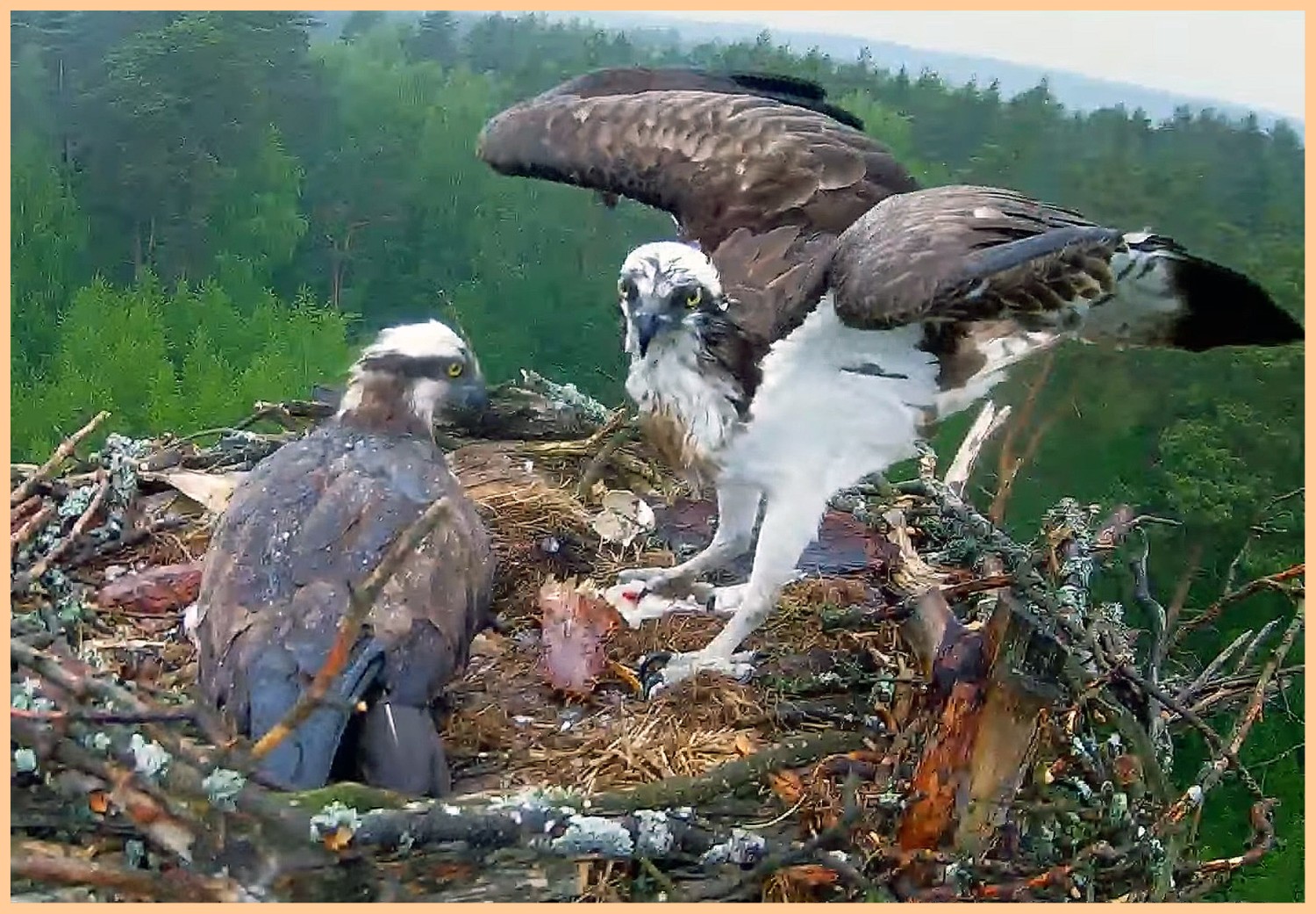 livebirdspoland_4b473226d79df7bb8d04eca13661d511.jpg