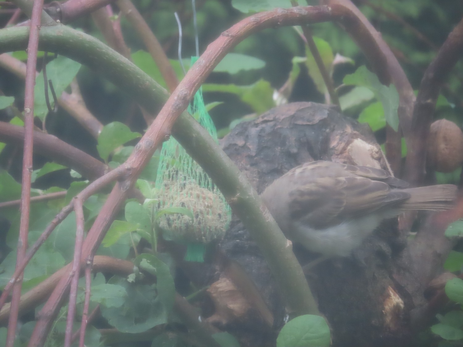 livebirdspoland_b995df8173d26c0bd9d002e41ec74726.jpg
