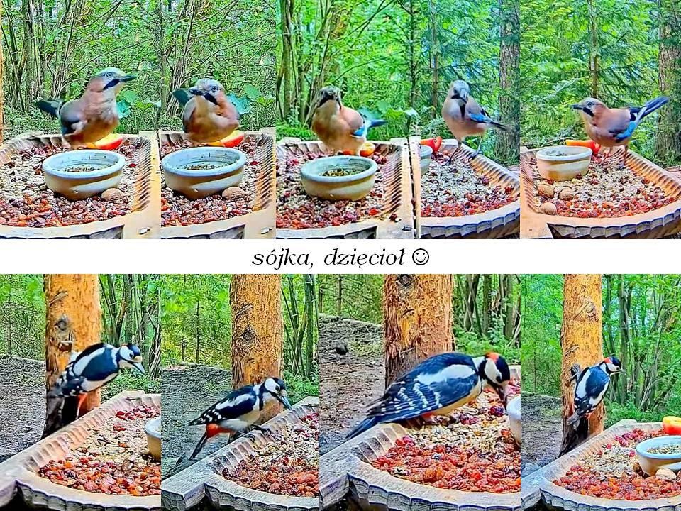 livebirdspoland_2877dc9a7ab27638daec7f42efafc09c.jpg