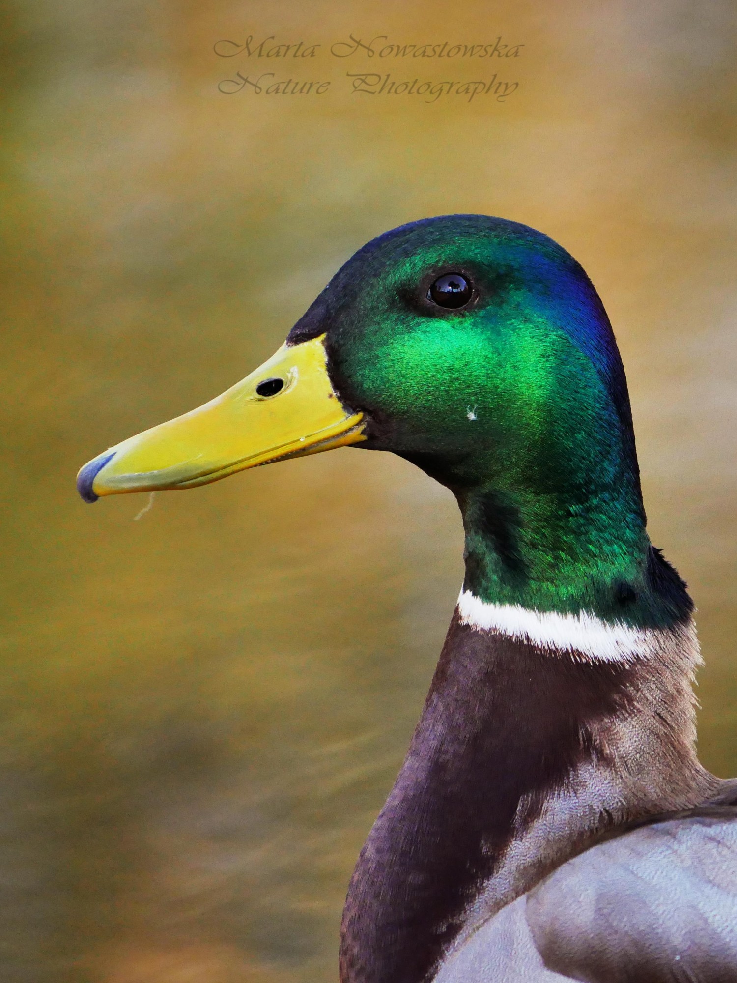 livebirdspoland_3ebb61158db8554318f0b1d1136cba87.jpg