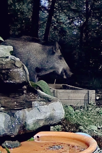 livebirdspoland_c1f77221b96d32f6b30568a570f63620.jpg
