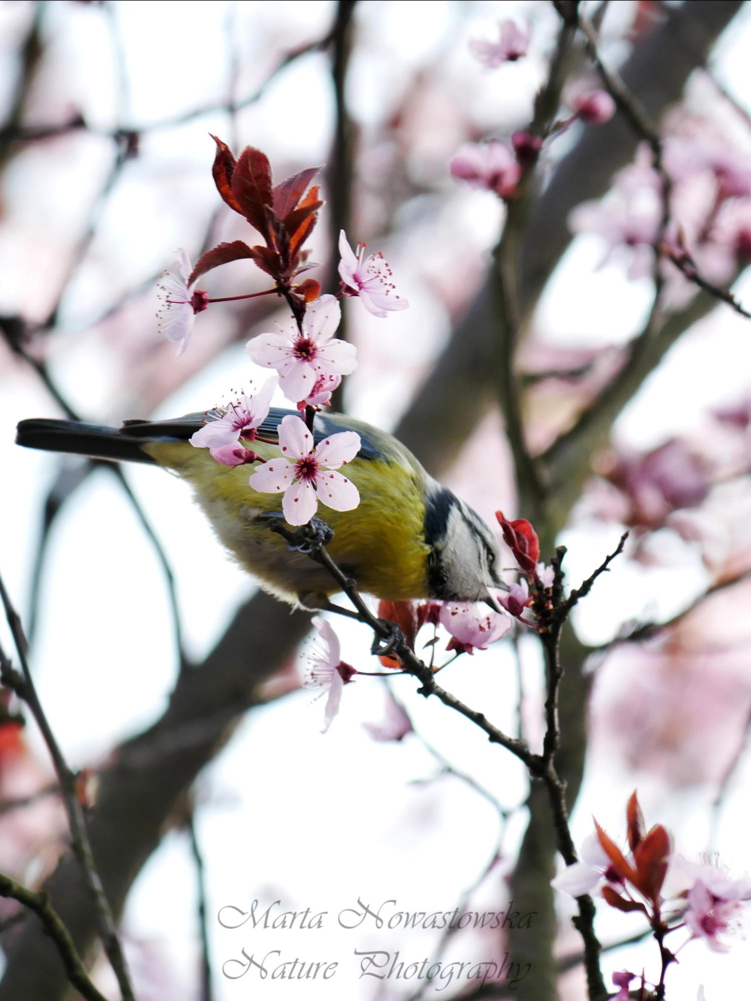 livebirdspoland_844cf6eecb6774c85875d05ed356b564.jpg