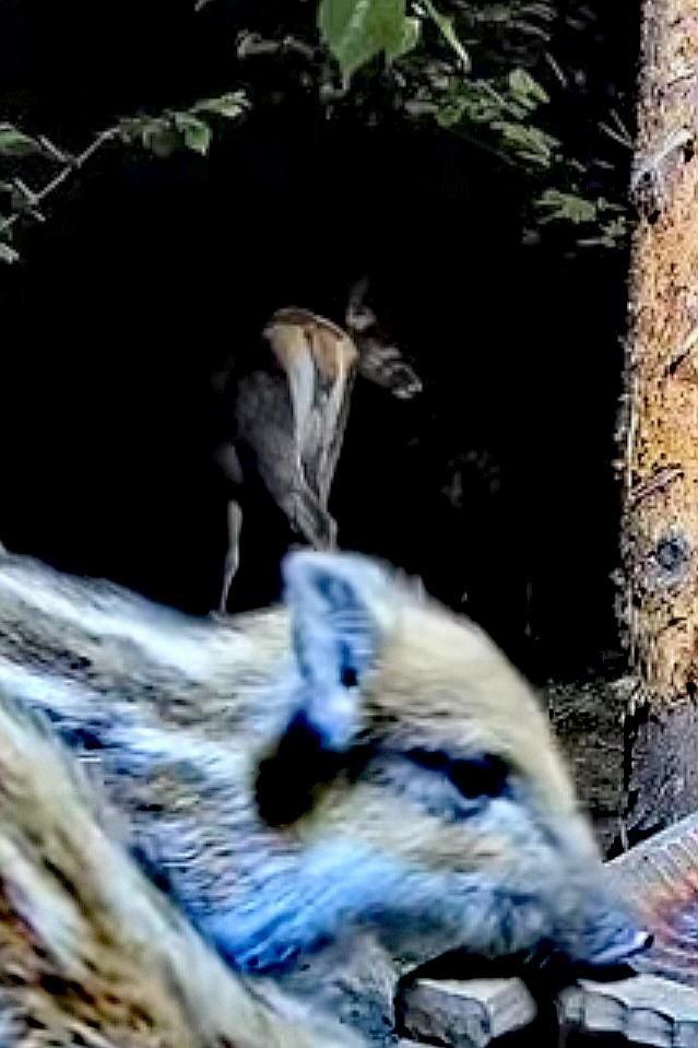 livebirdspoland_bcffe7448a4d03eb2d7196b78105531f.jpg