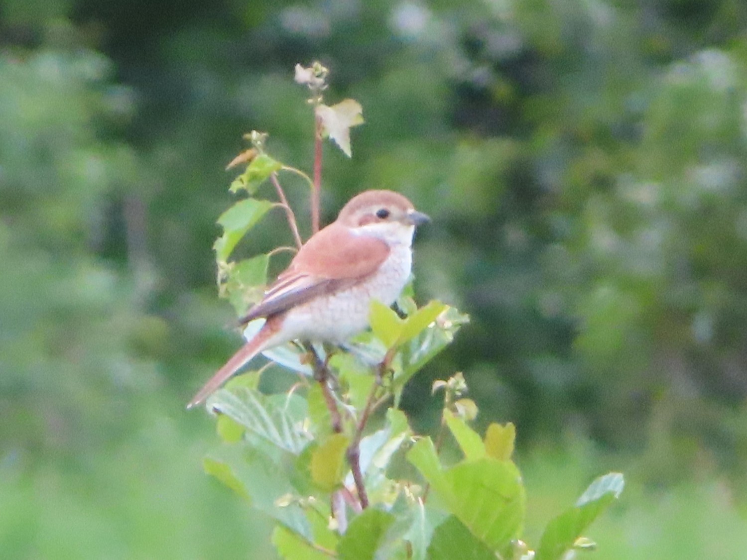 livebirdspoland_a31837bee003f471625aba4a72ae146e.jpg