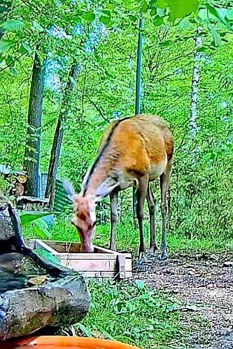 livebirdspoland_dc49c41538d3dda4d9fcd00c69dc81ef.jpg