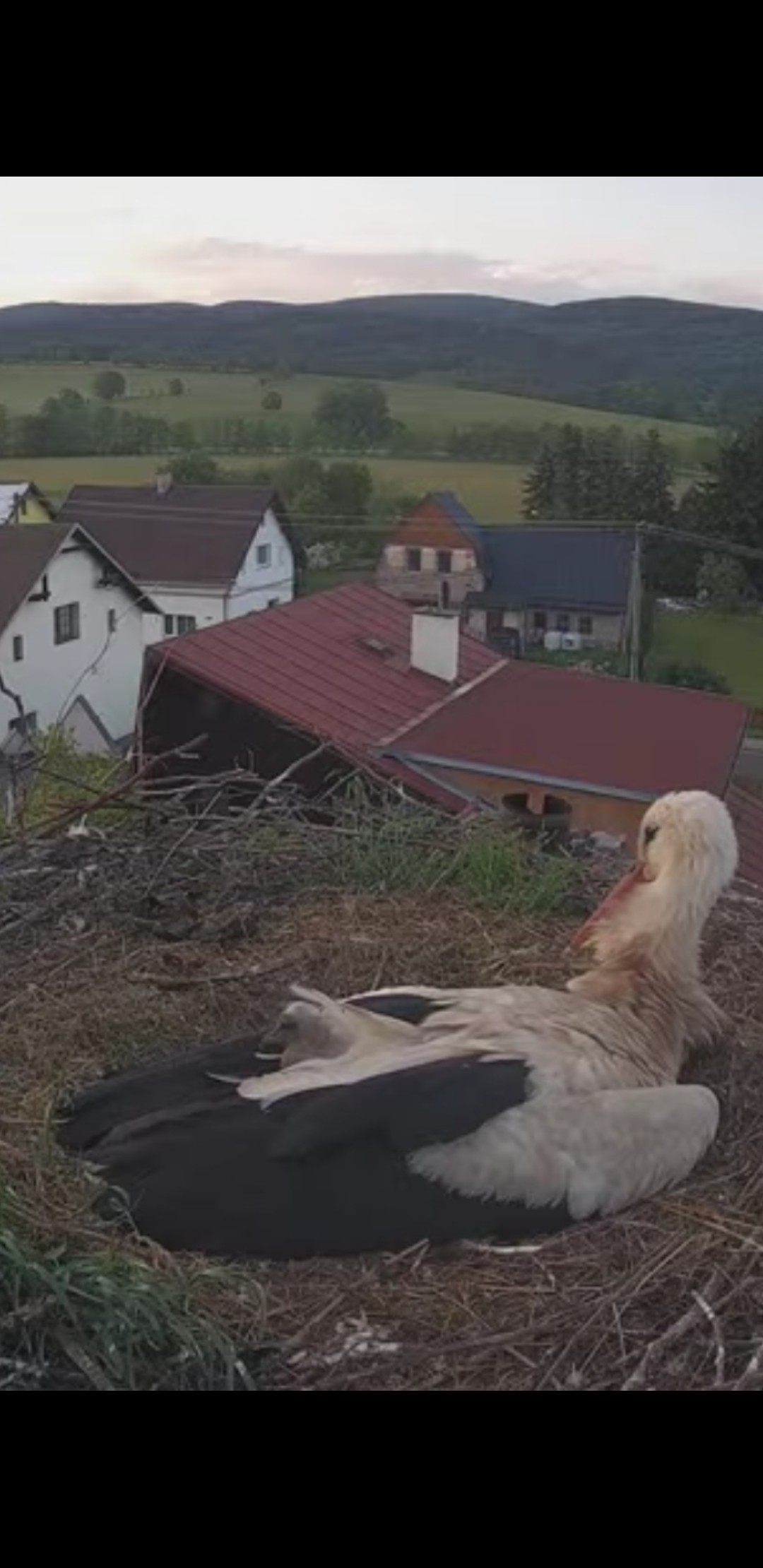 livebirdspoland_4ac132b6364f23b9d3b4bfec8e0f4ae3.jpg