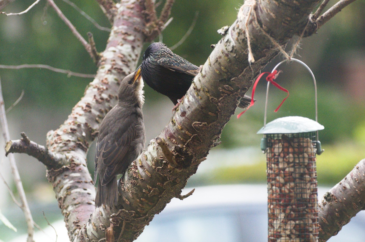 livebirdspoland_1d7b9b56fa2bb46697e043547d3a5c40.jpg
