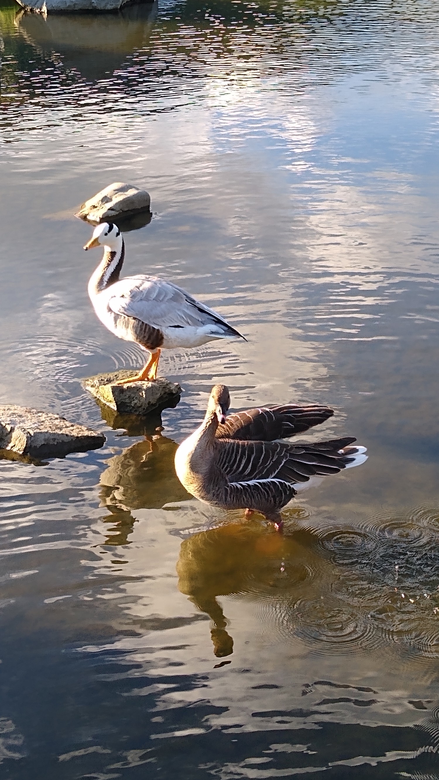 livebirdspoland_9aa4d01e926cce582d17479a4e8735e0.jpg