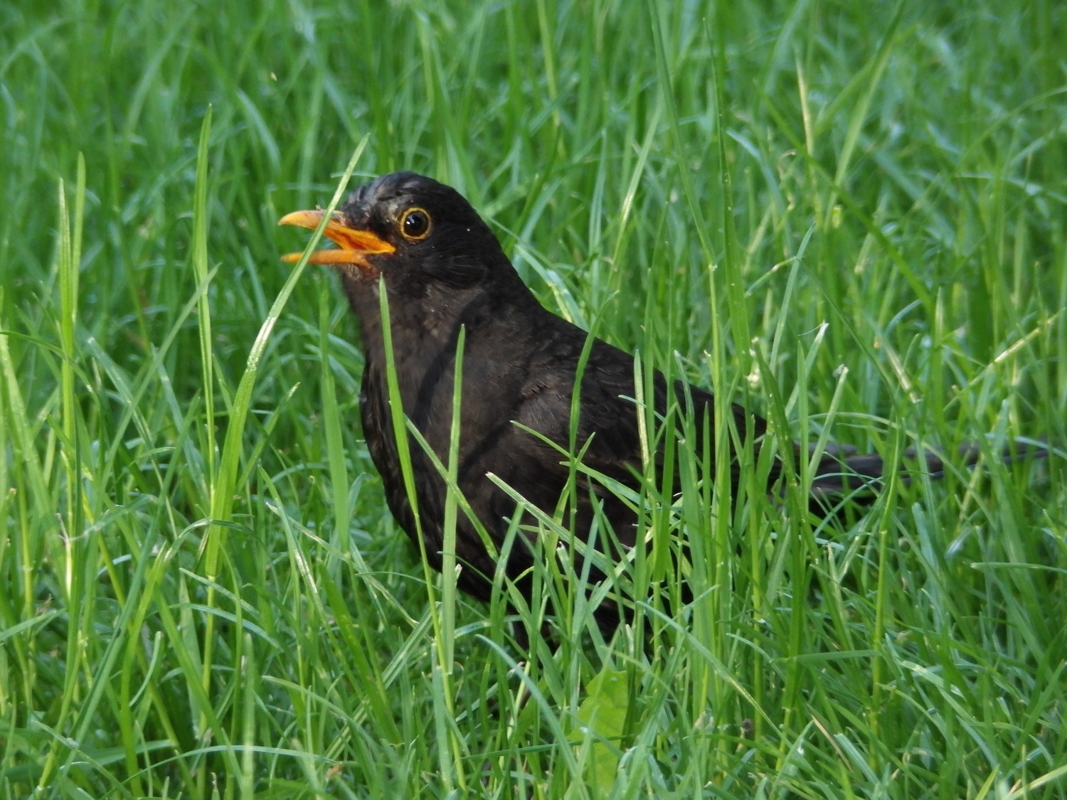 livebirdspoland_d76ea5279808e9f5ba11258821b4ebdd.jpg