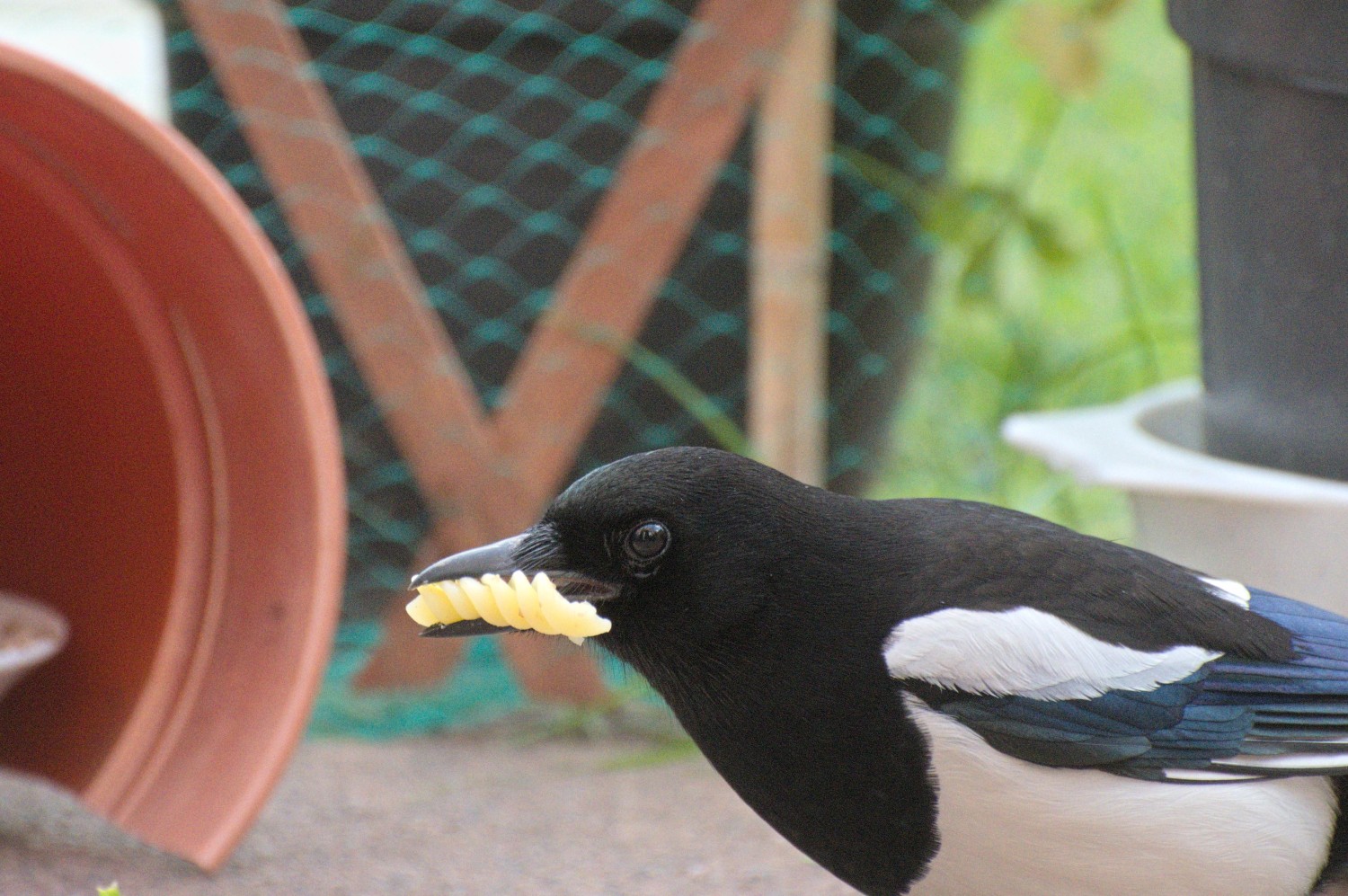 livebirdspoland_ace0770d48fec50a93741b8e0d3525bd.jpg