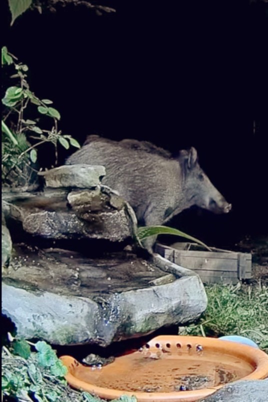 livebirdspoland_acb5c4f9a7b552ef3f9eb61b51e6679d.jpg