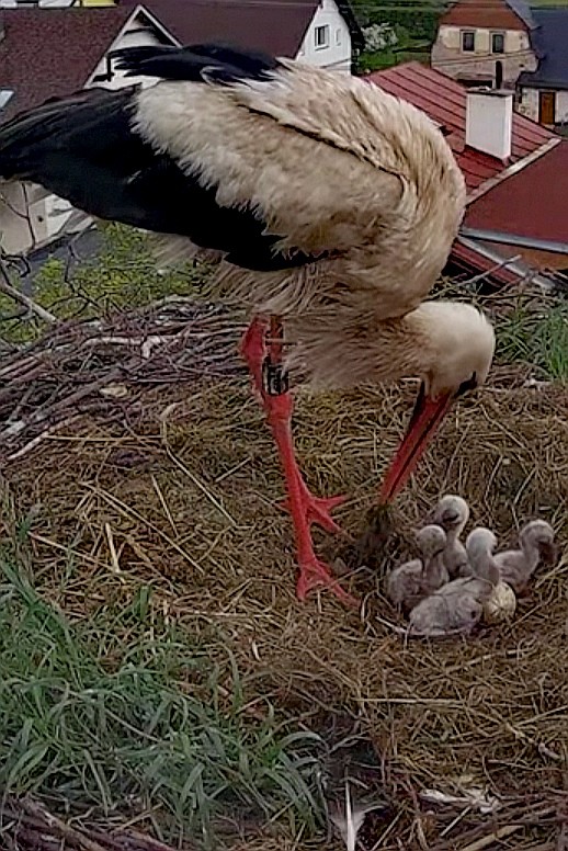 livebirdspoland_cdb10a38855d6069da5b2a82d27c96f0.jpg