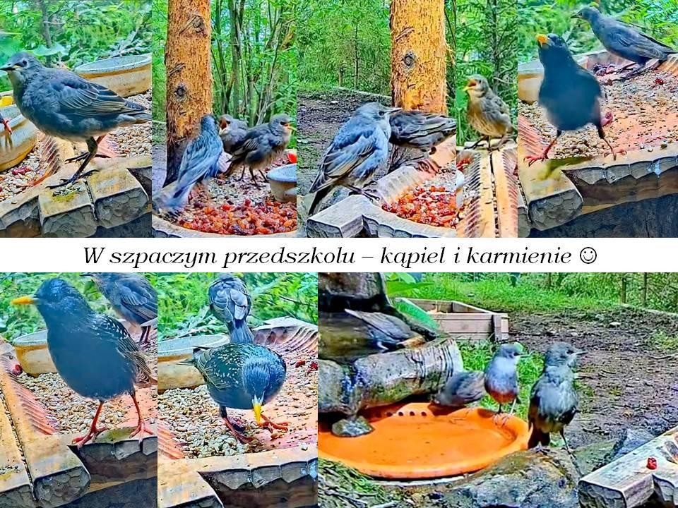 livebirdspoland_7a0229632cf495466b9dff1fb243cfef.jpg