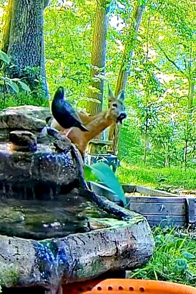 livebirdspoland_7f5289de5b9455a68e0bdb741c6065ce.jpg