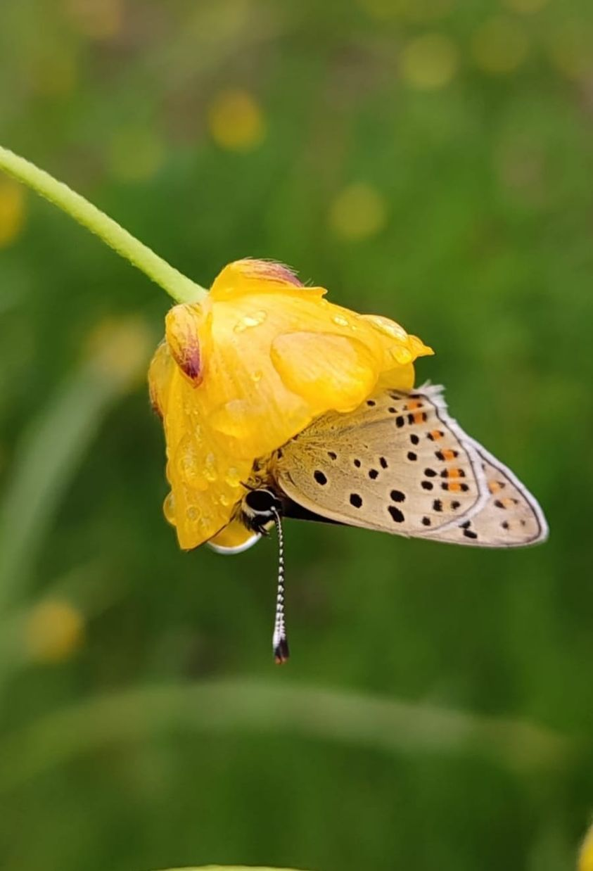 livebirdspoland_78087849f792df1f12d99d83a2287fb5.png