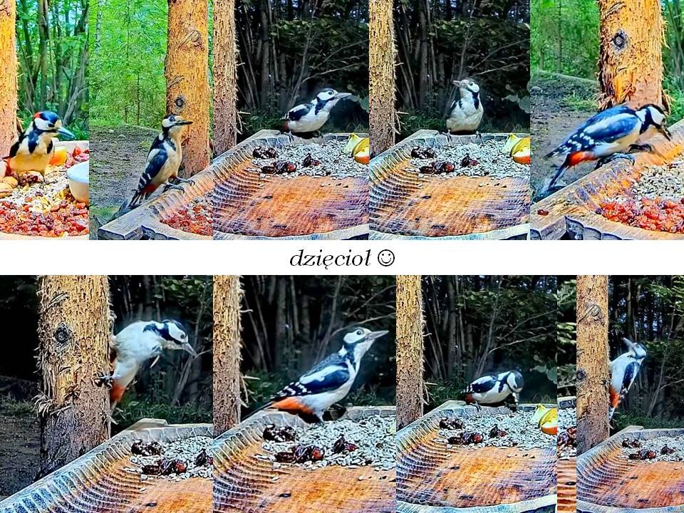 livebirdspoland_811c927d9c19630e7153d98120b285b9.jpg