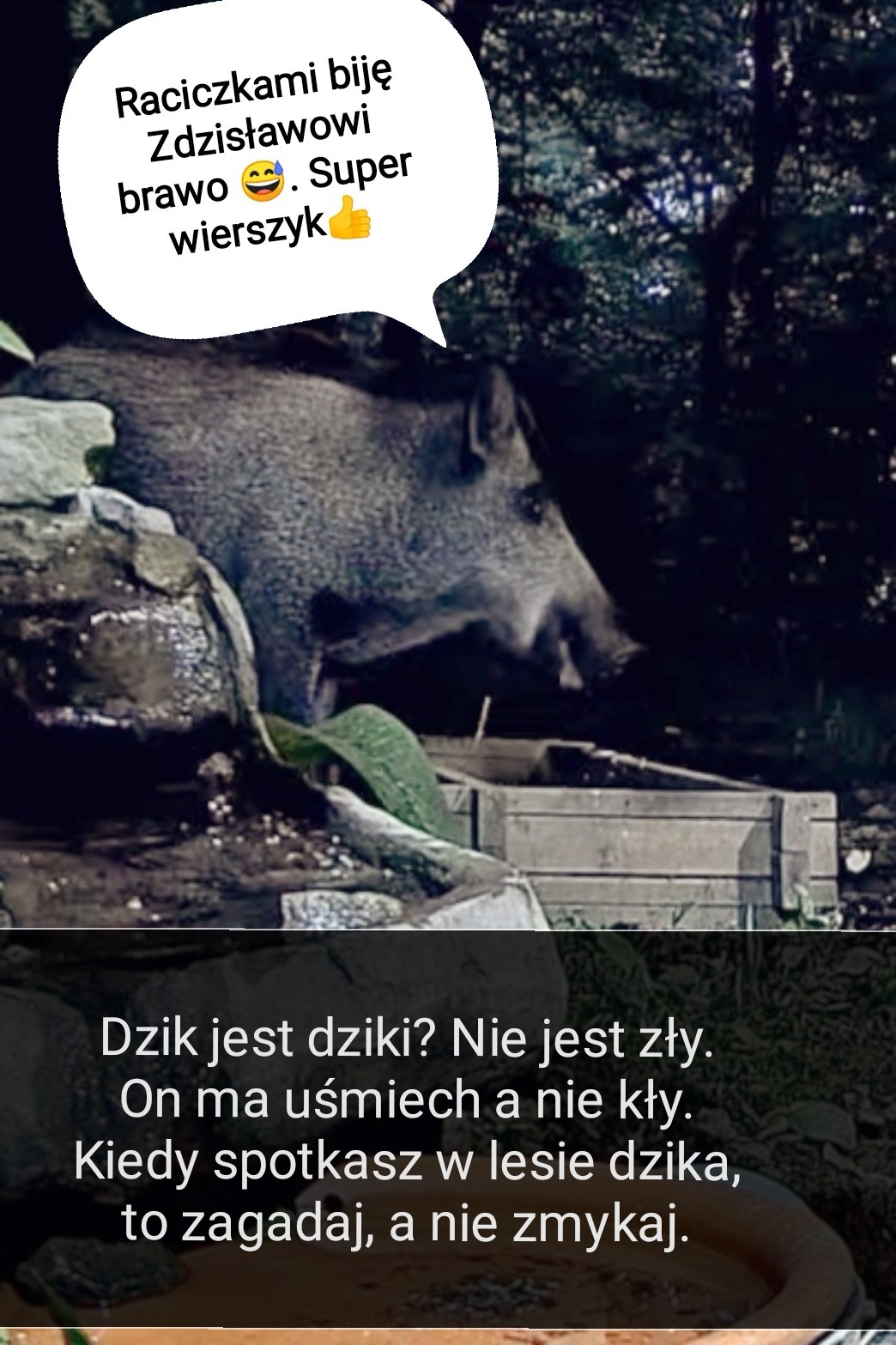 livebirdspoland_036b787ba6de481ae47ed07f9da353ac.jpg