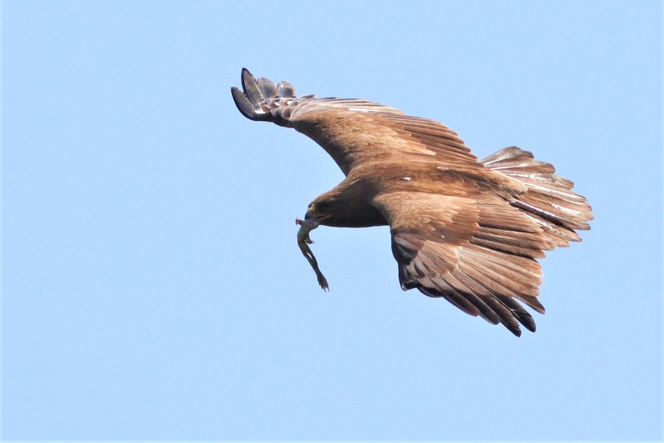 livebirdspoland_0a85f24e42ed21501151fc71349e6905.png