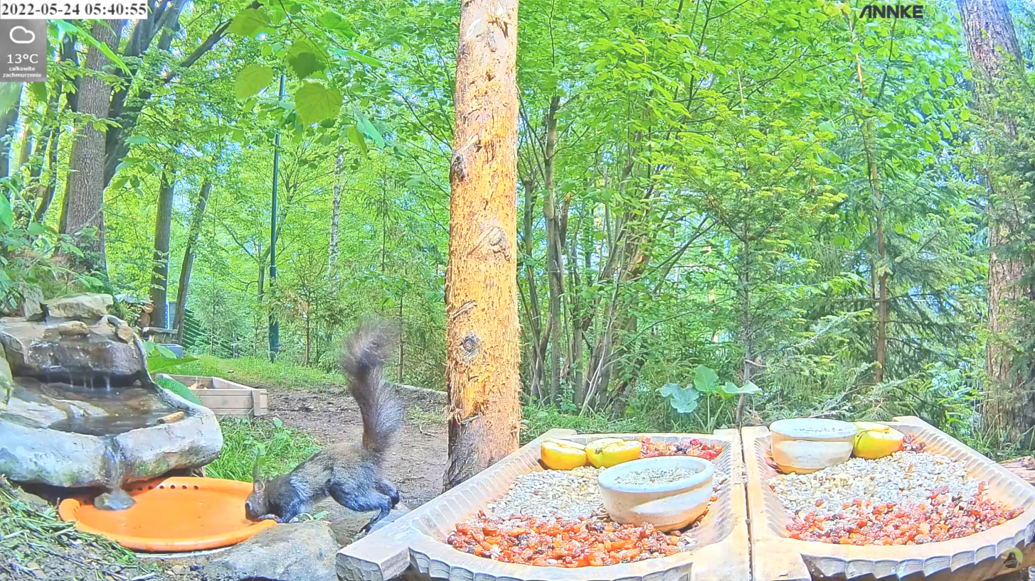 livebirdspoland_ae32bac8f9334d6e4ea74b874be1660c.png