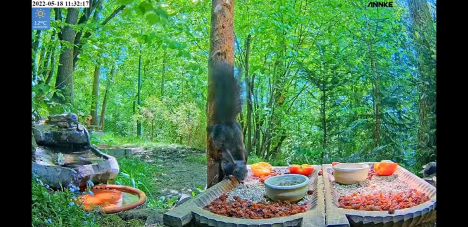 livebirdspoland_d815d68d7b7e93b781c54f8fe6141a86.jpg