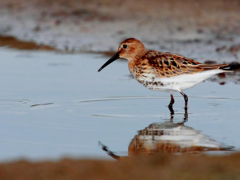 livebirdspoland_fe07245153e28ecc7888754265ff107c.png
