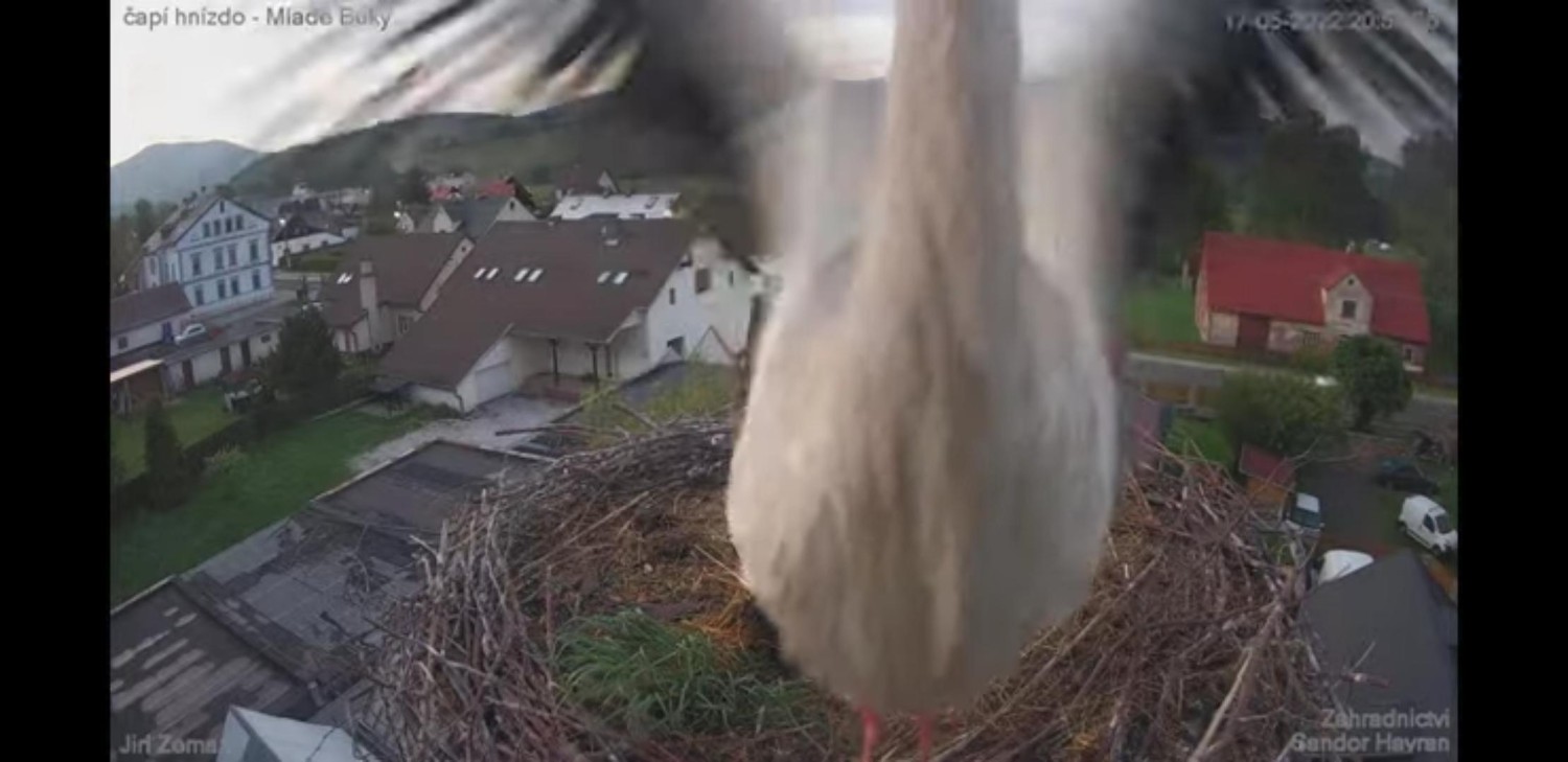 livebirdspoland_79da3c465a66a4ae685e00bf7315f911.jpg
