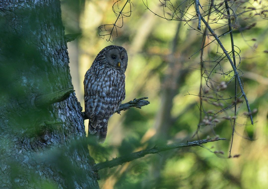 livebirdspoland_7d3a87490e48affd69e821c7246dbcdc.png
