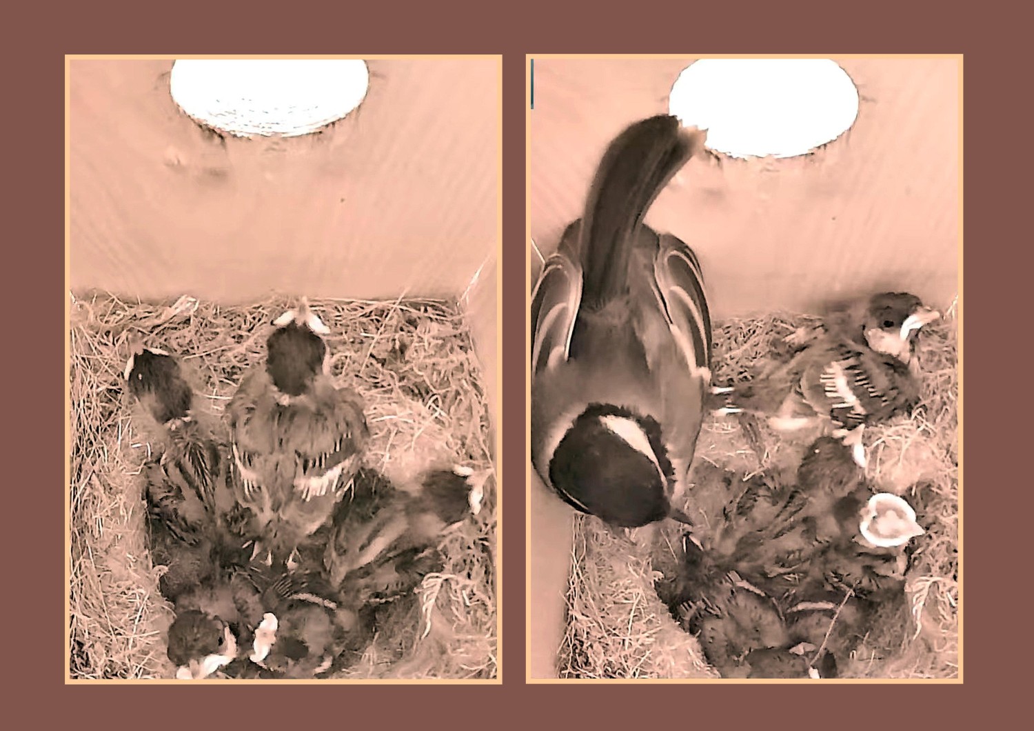 livebirdspoland_7d406ac6ea755f8b389f9f5d57bd0b1e.jpg
