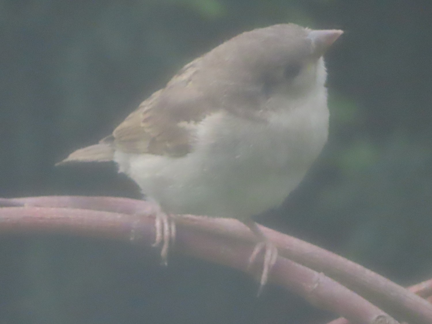livebirdspoland_fcb50f98316cee73ce4668e0df81172f.jpg