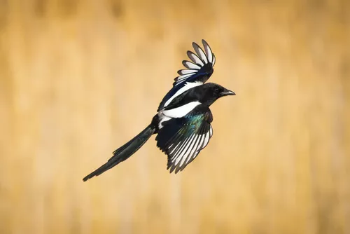 livebirdspoland_649c382f9fc921023e36c65501bbcf15.png