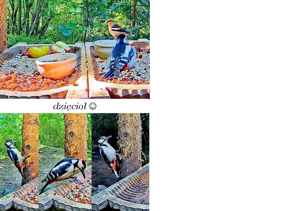 livebirdspoland_8c31c2048c749026292c5751b208bd04.jpg